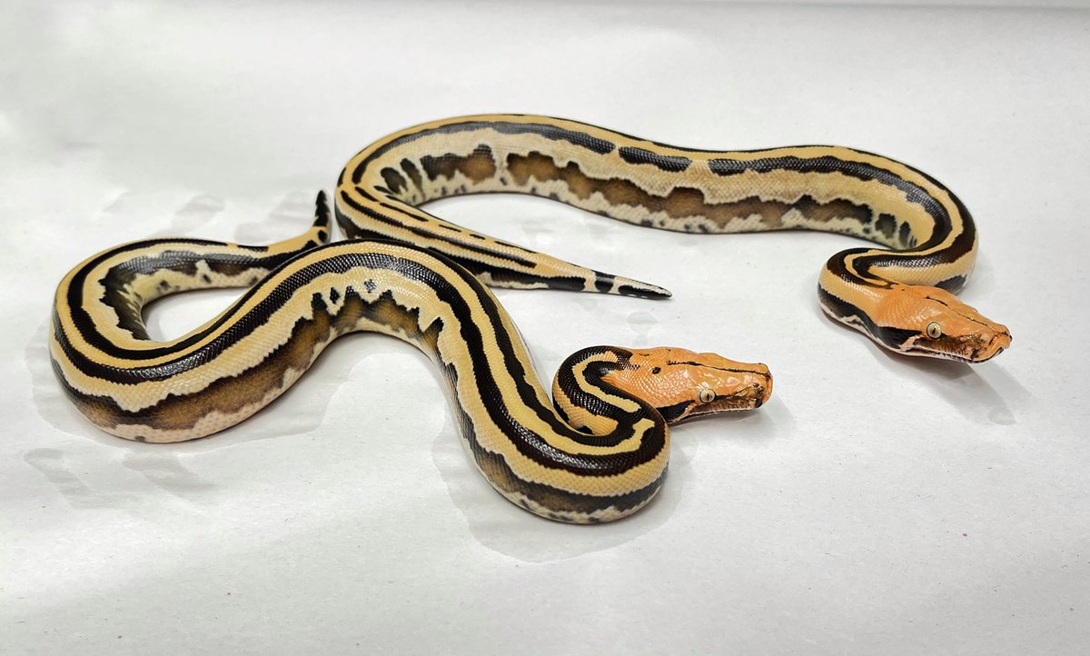 BrassmanRep's tweet image. These are staying right here! 

#borneoshorttailpython #breitensteini