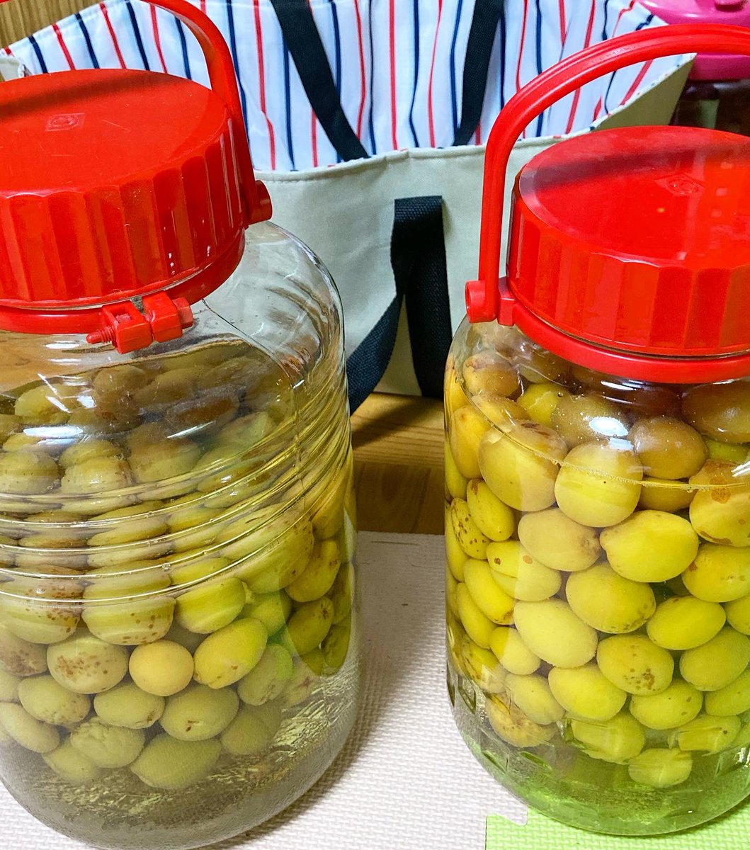 NokonoshimaO's tweet image. ショベルカーのごとくブルーベリーを食べまくる子ども達🤣
梅酢も長女が手伝ってくれてたくさん漬けられました！
6/4（土）はまたまたチーム能古島でマキイさんにお邪魔します☺️
遊びに来てね

#能古島
#sööma
#citrusmarket
#能古島おがわ農園
#マキイ
#ブルーベリー
#ブルーベリー狩り
#青梅
#梅仕事