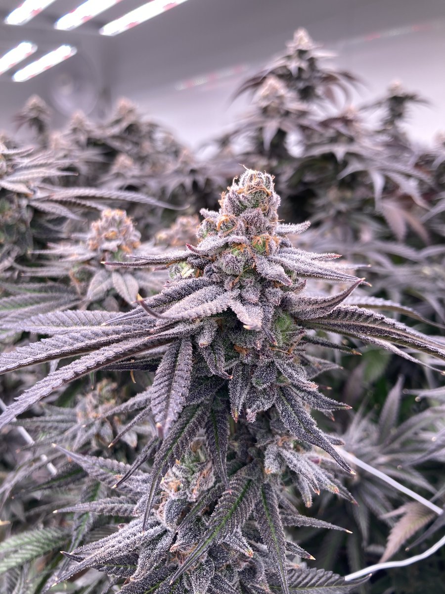 Our harvest is getting so close! What a journey..
Be sure to follow <a href="/acreagepharms/">Acreage Pharms</a> for more behind-the-scenes content!⁠