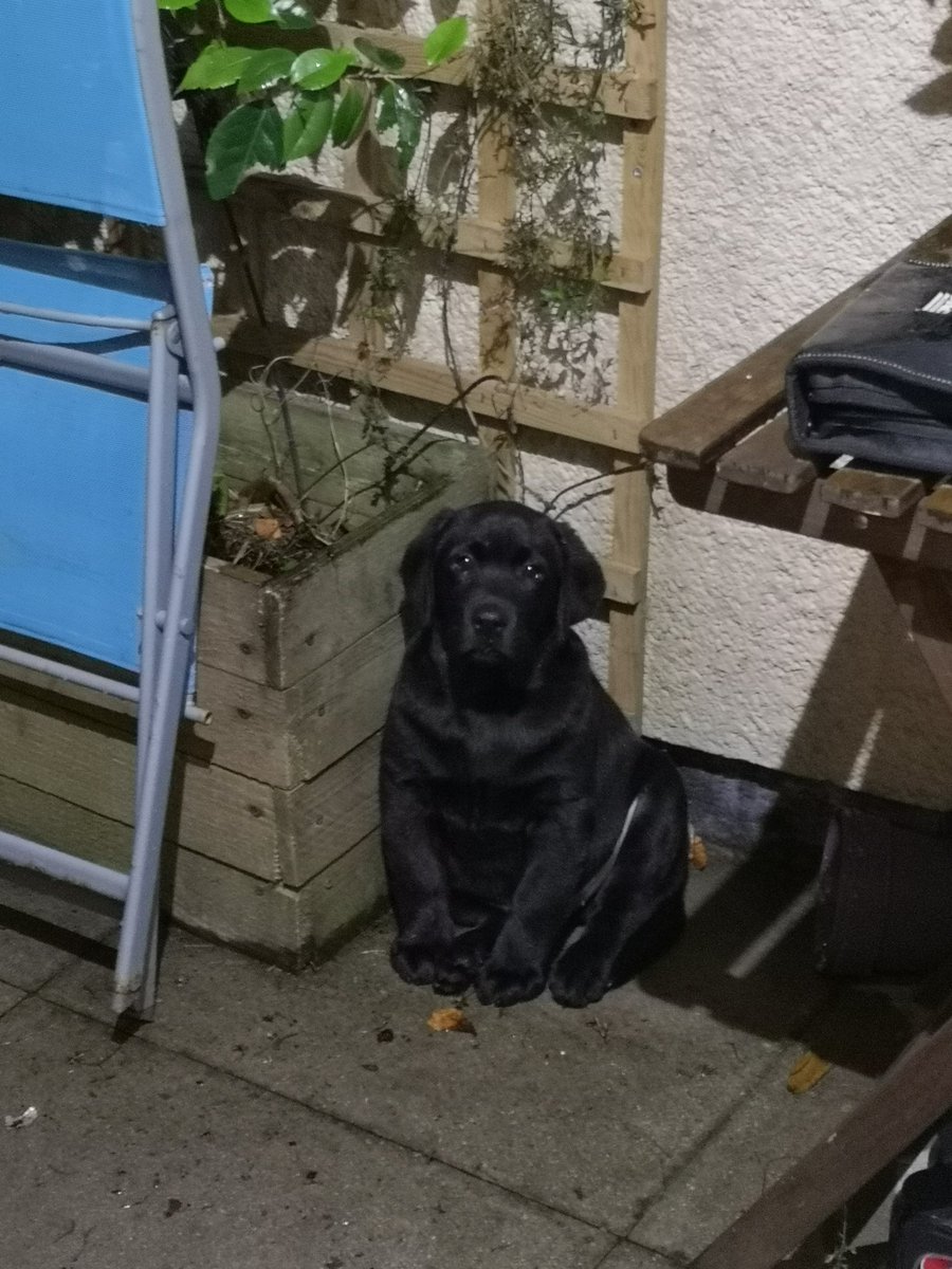 whitt74's tweet photo. No it wasn't me who just dug up and destroyed the jasmine #littlebellend https://t.co/9BiHmQEU6U