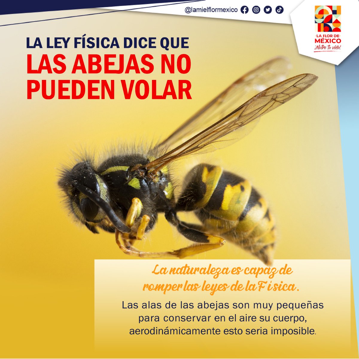 La Flor de México (@mielflormexico) / Twitter La Flor de México (@mielflormexico) / Twitter