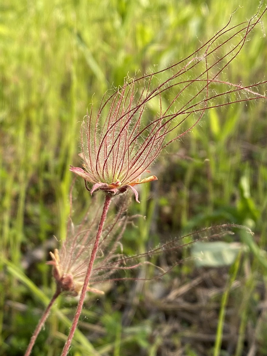labOutdoors's tweet photo. Prairie smoke is one of the most interesting flowers we have at school. https://t.co/Cqas49tLWe