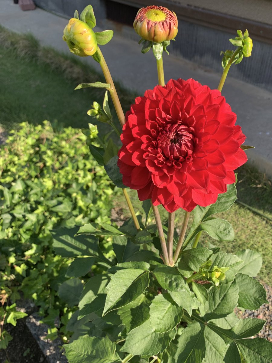 Nonnon1966S's tweet photo. 今年も咲いた！
昨年よりも立派な感じだわ😆嬉し〜
#ダリア
#花
#庭 https://t.co/BSmQR4w0mf