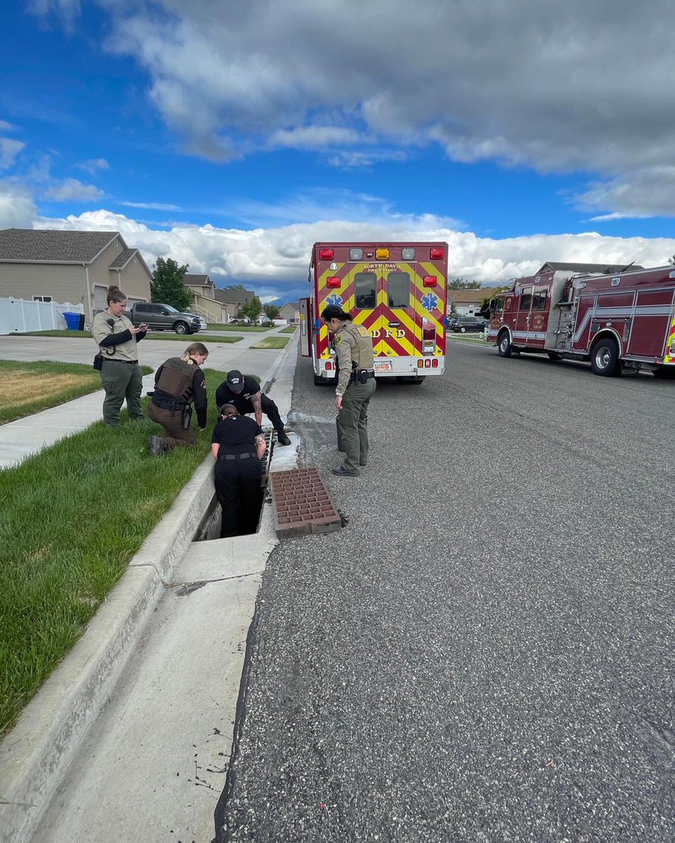 KUTV2News's tweet photo. 🐥💛 All 8 ducklings were reunited with their worried mother with the help of Utah Division of Wildlife Resources, DCSO deputies, and North Davis Fire District.

📷: Davis County Sheriff's Office https://t.co/06AfzdBVPs
