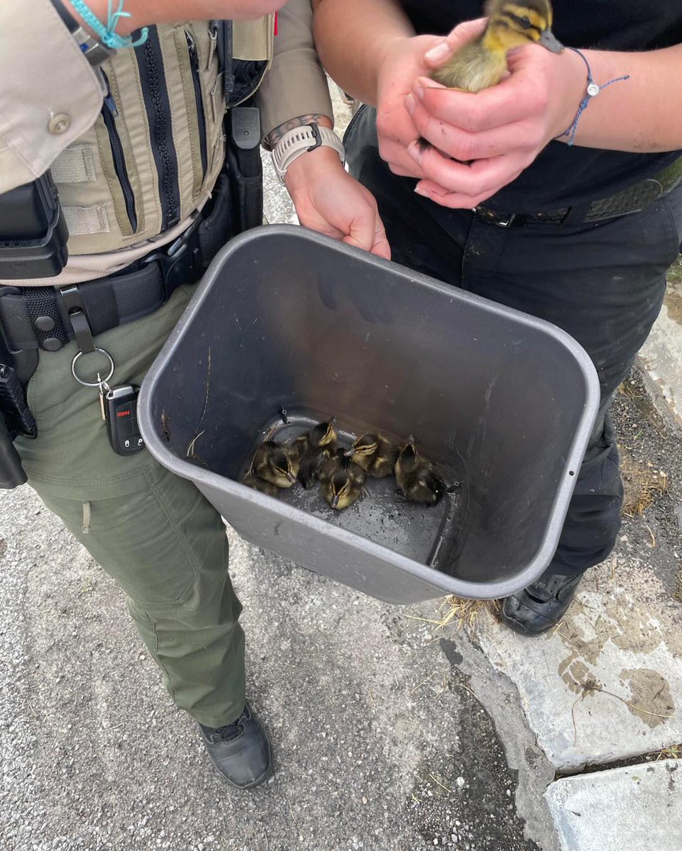 KUTV2News's tweet photo. 🐥💛 All 8 ducklings were reunited with their worried mother with the help of Utah Division of Wildlife Resources, DCSO deputies, and North Davis Fire District.

📷: Davis County Sheriff's Office https://t.co/06AfzdBVPs
