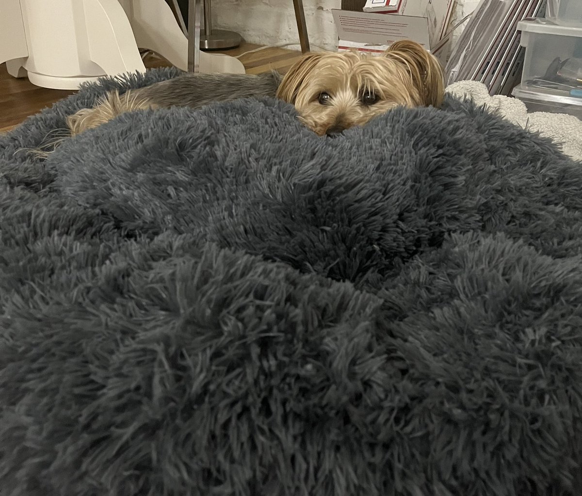 SheriLBlume's tweet photo. Wee doggo, big dog bed. #sleepypupper #DogsofTwittter https://t.co/0Kq1dNqwc7