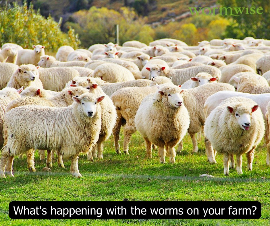 The purpose of any worm management programme is to maintain or improve profitability by reducing the exposure, especially of young animals to worms, by limiting the number of infective larvae on pasture.

Click below for more on worm management.
wormwise.co.nz/worm-managemen…
#Wormwise