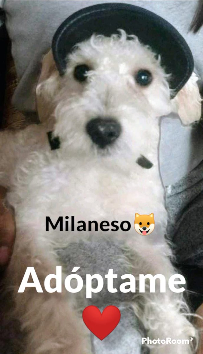 VIBRAmascotas's tweet photo. Me regresan por no ser de peluche 🙄🙄 no les gusta que ladre... Cómo la ven? Convivo con otros animalitos, soy juguetón y ya estoy esterilizado. #cdmx #rt #AdoptaNoCompres https://t.co/UCTsXnxhMr