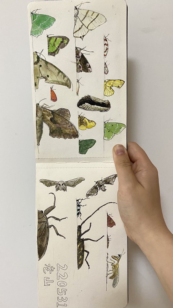 drainpipeeee's tweet photo. Moths are so delicate 🤤🤤
Witnessed the stunning vacuum cleaner effect of artificial light as soon as things are set.
#lighttrap #mothing #mothillustration #fieldsketch #naturejournal https://t.co/ZCLUbPgQmt
