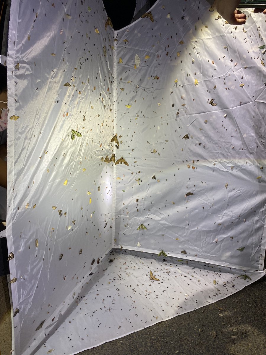 drainpipeeee's tweet photo. Moths are so delicate 🤤🤤
Witnessed the stunning vacuum cleaner effect of artificial light as soon as things are set.
#lighttrap #mothing #mothillustration #fieldsketch #naturejournal https://t.co/ZCLUbPgQmt