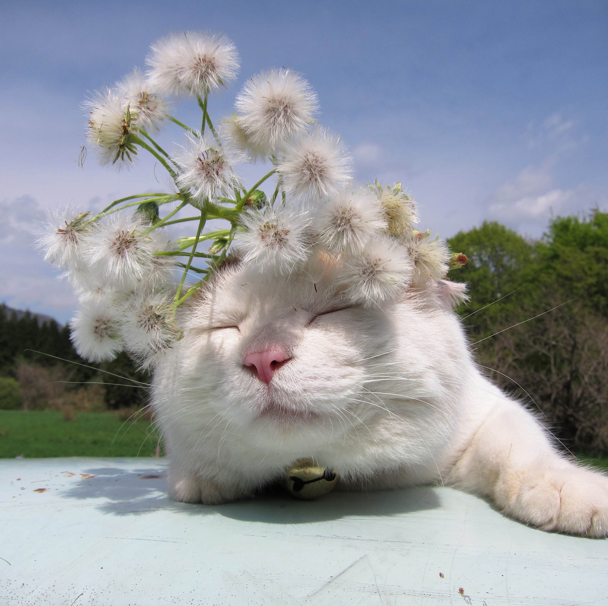 かご猫 Blog 今と昔の蕗の綿毛をのせた猫 ねこ のせ猫 かご猫 しろ ちび ちろ 蕗の綿毛 蕗 綿毛 もふもふ T Co S1u0jkcubu Twitter かご猫 Blog 今と昔の蕗の綿毛をのせた猫 ねこ のせ猫 かご猫 しろ ちび ちろ 蕗の綿毛 蕗 綿毛 もふもふ T Co S1u0jkcubu Twitter