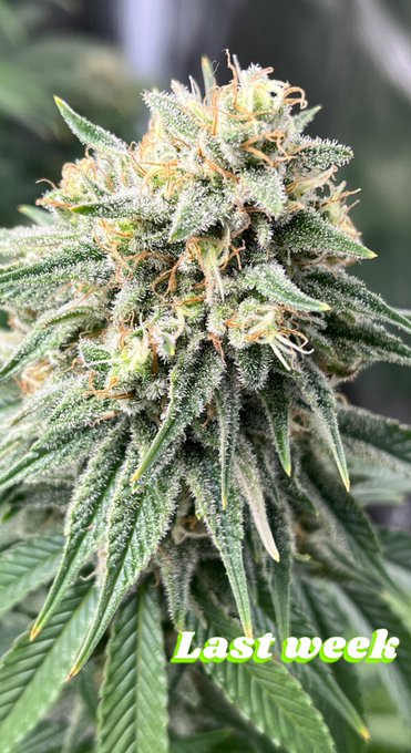 My favorite hobby 💚 #beautifulplants #nofilter #cannabis #girlswhogrow https://t.co/NLvH4mmcs0<a href="/tag/beautifulplants"class="tags">#beautifulplants</a><a href="/tag/nofilter"class="tags">#nofilter</a><a href="/tag/cannabis"class="tags"><span>#cannabis</span></a><a href="/tag/girlswhogrow"class="tags"><span>#girlswhogrow</span></a>