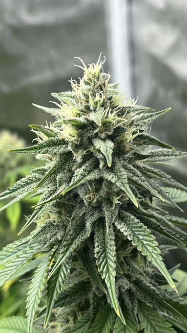 My favorite hobby 💚 #beautifulplants #nofilter #cannabis #girlswhogrow https://t.co/NLvH4mmcs0<a href="/tag/beautifulplants"class="tags">#beautifulplants</a><a href="/tag/nofilter"class="tags">#nofilter</a><a href="/tag/cannabis"class="tags"><span>#cannabis</span></a><a href="/tag/girlswhogrow"class="tags"><span>#girlswhogrow</span></a>