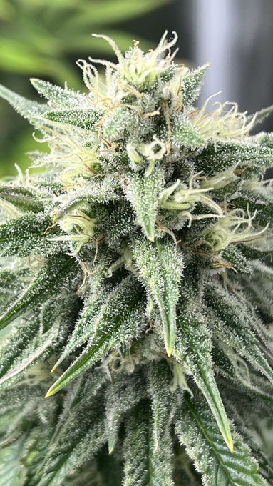 My favorite hobby 💚 #beautifulplants #nofilter #cannabis #girlswhogrow https://t.co/NLvH4mmcs0<a href="/tag/beautifulplants"class="tags">#beautifulplants</a><a href="/tag/nofilter"class="tags">#nofilter</a><a href="/tag/cannabis"class="tags"><span>#cannabis</span></a><a href="/tag/girlswhogrow"class="tags"><span>#girlswhogrow</span></a>