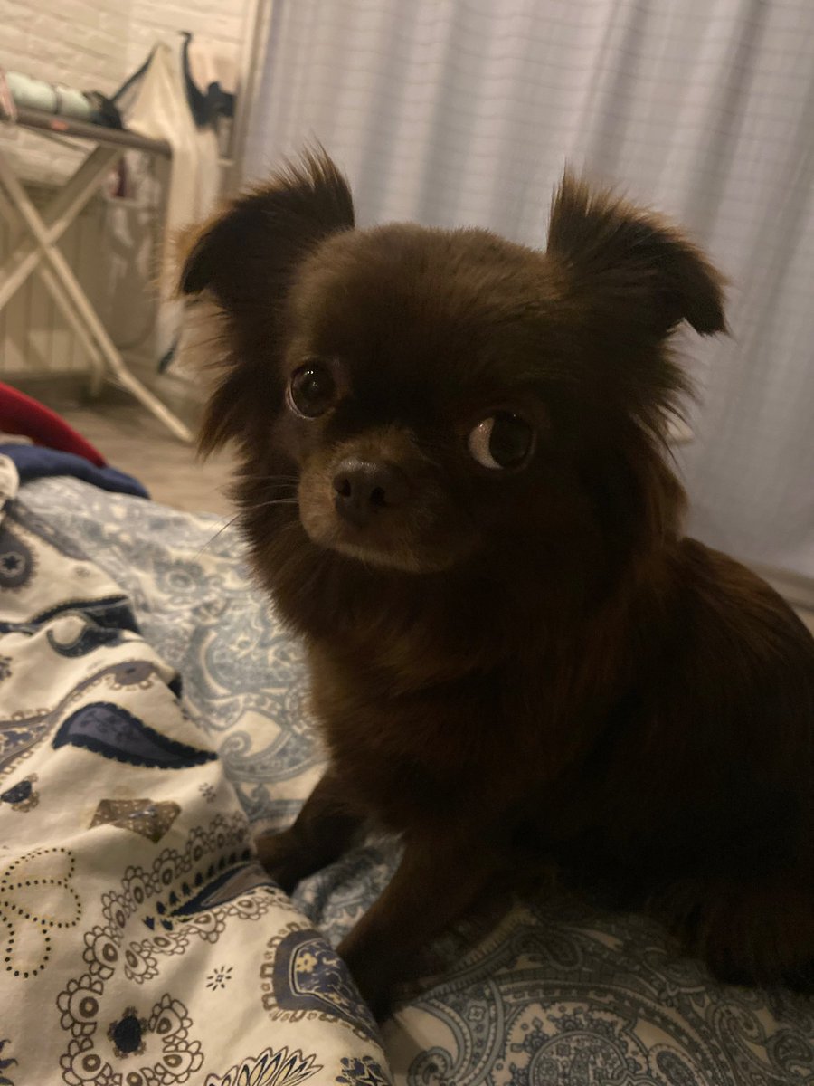 Smeek_One__'s tweet photo. I sit and look 🐶 #NFTGiveaway #NFTdrops #NFT https://t.co/rZGGbJBmb1