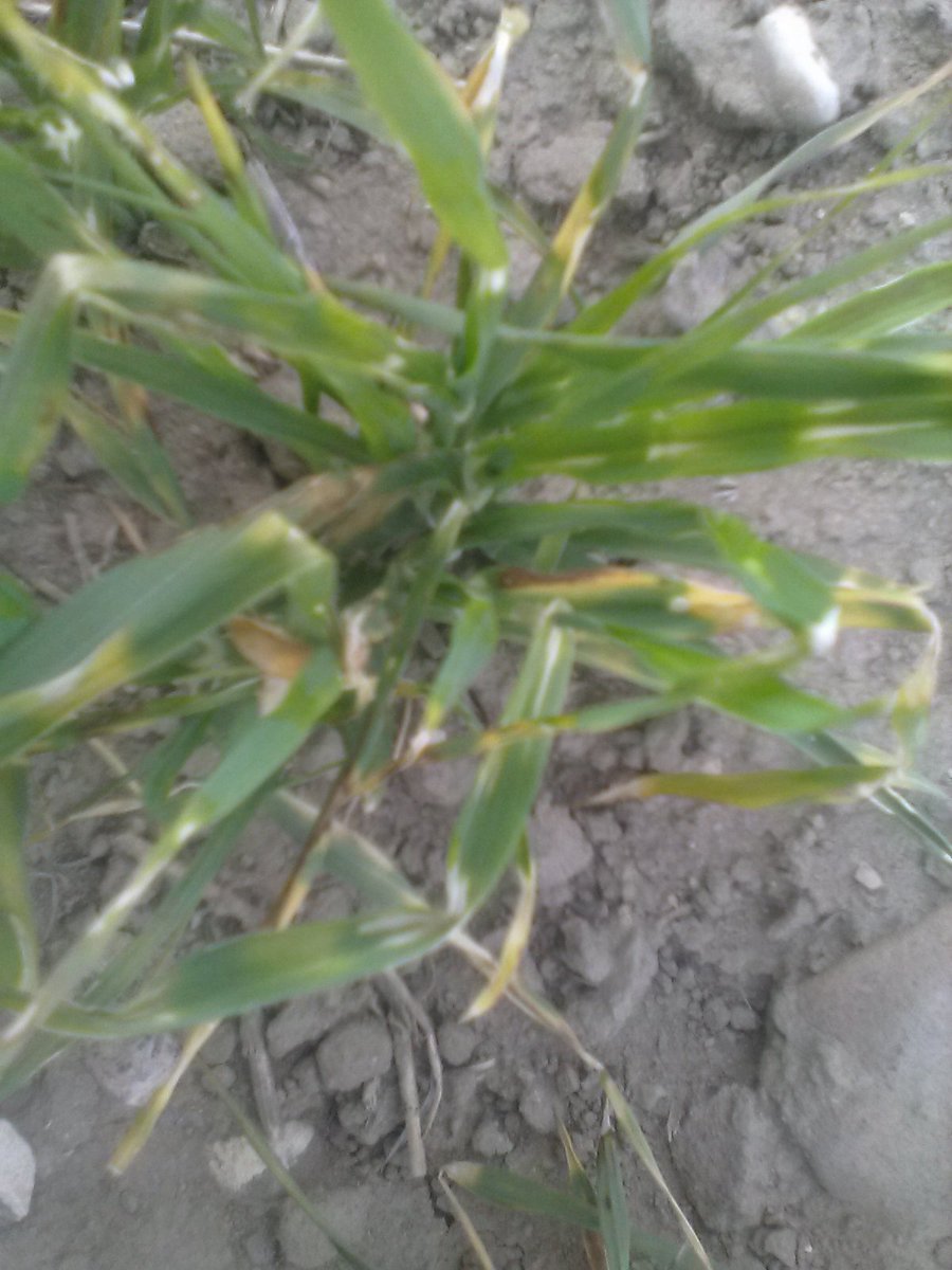 APS_Extension tweet media