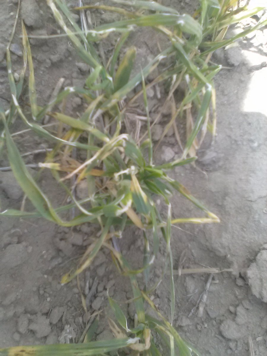 #ExtensionFriends, I "only" got to work on one digital sample in the Diagnostic Lab 🔬 today. Who wants to diagnose with me? This is a barley plant from northcentral Montana. The symptoms appeared two days ago, all the sudden, across vast areas of the field. Any guesses? 🕵️‍♀️