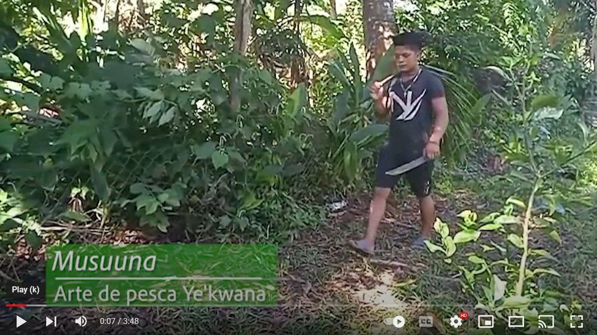 acoanaorg's tweet photo. #VideosParticipativos | Musunna: arte de pesca Ye'kwana 
https://t.co/QnlHikKDNk https://t.co/EzwY5byYlr
