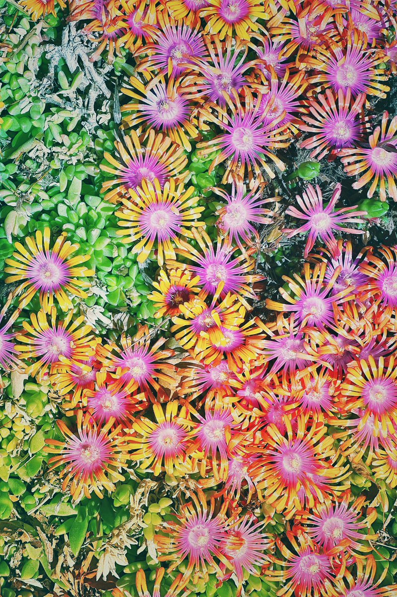 davelevineology's tweet photo. Ice Plant. Cool colors, yeah?! If you know of other plants that have a variety of color like this please comment and let me know. Or share a photo of it:)
#iceplant #florallife #floralfix #exploremore https://t.co/Ha2f5h8y2I