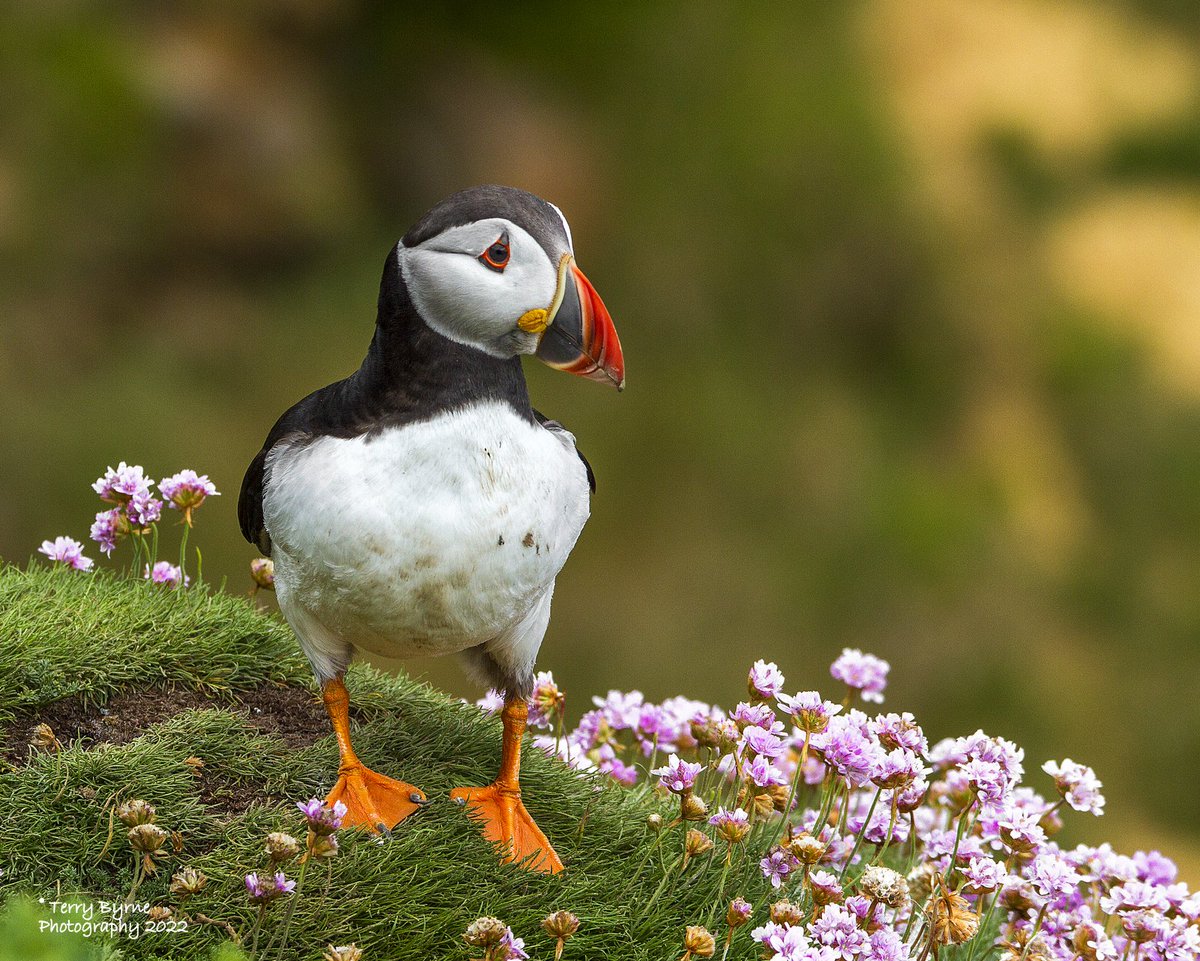 toirleach75's tweet photo. Saltees Puffin amongst the Sea Pinks.
31-05-22

#puffin #wildlifephotography
#BirdsPhotography
#wexford #KeepDiscovering https://t.co/JTFm0RnWJo