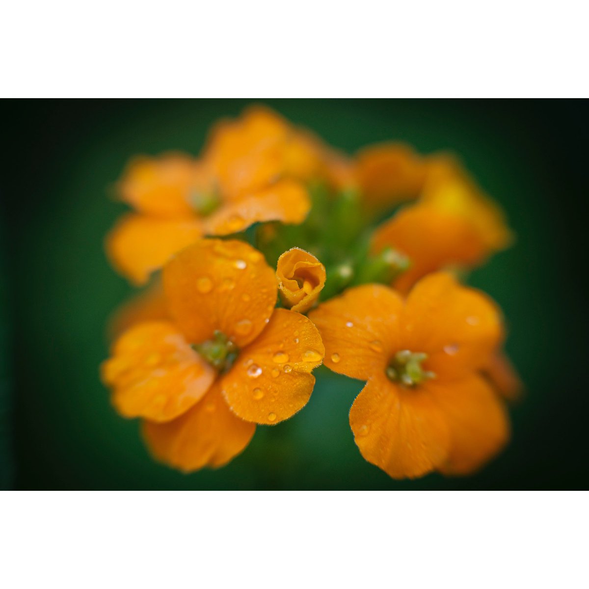 StephenJSerio's tweet photo. petite fleur

#wildflowers #midwest #prairie #photo https://t.co/j9HtKGwd17