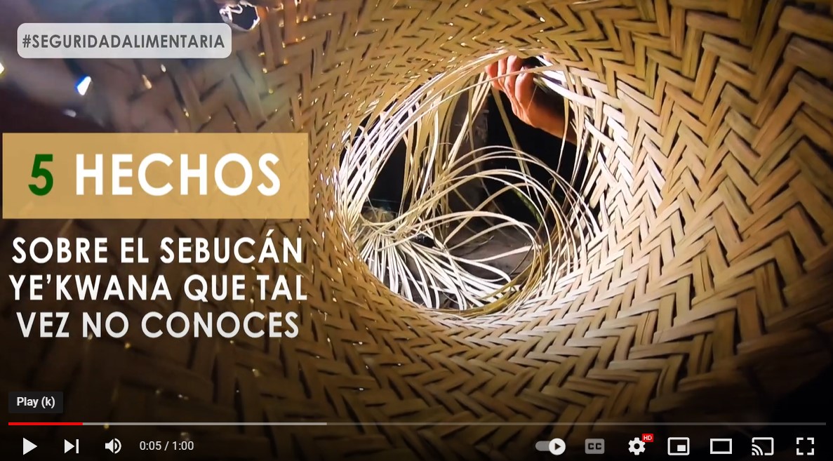 acoanaorg's tweet photo. #VideosParticipativos | 5 curiosidades que no sabías sobre el sebucán ye'kwana
https://t.co/IGuvlmdRBl https://t.co/RxKShYDaWU