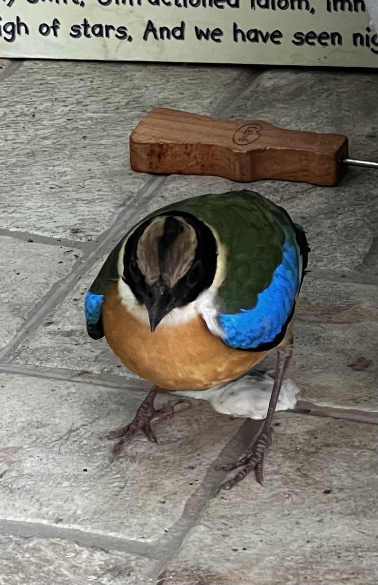 elehelp's tweet photo. #BlueWingedPitta crashed into our front window, seems OK, flew away under his own steam: https://t.co/OZhISaA3pS