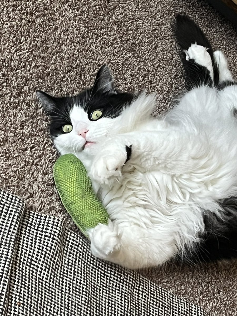 EarthToLilly's tweet image. The birds chirping had my dude STUCK