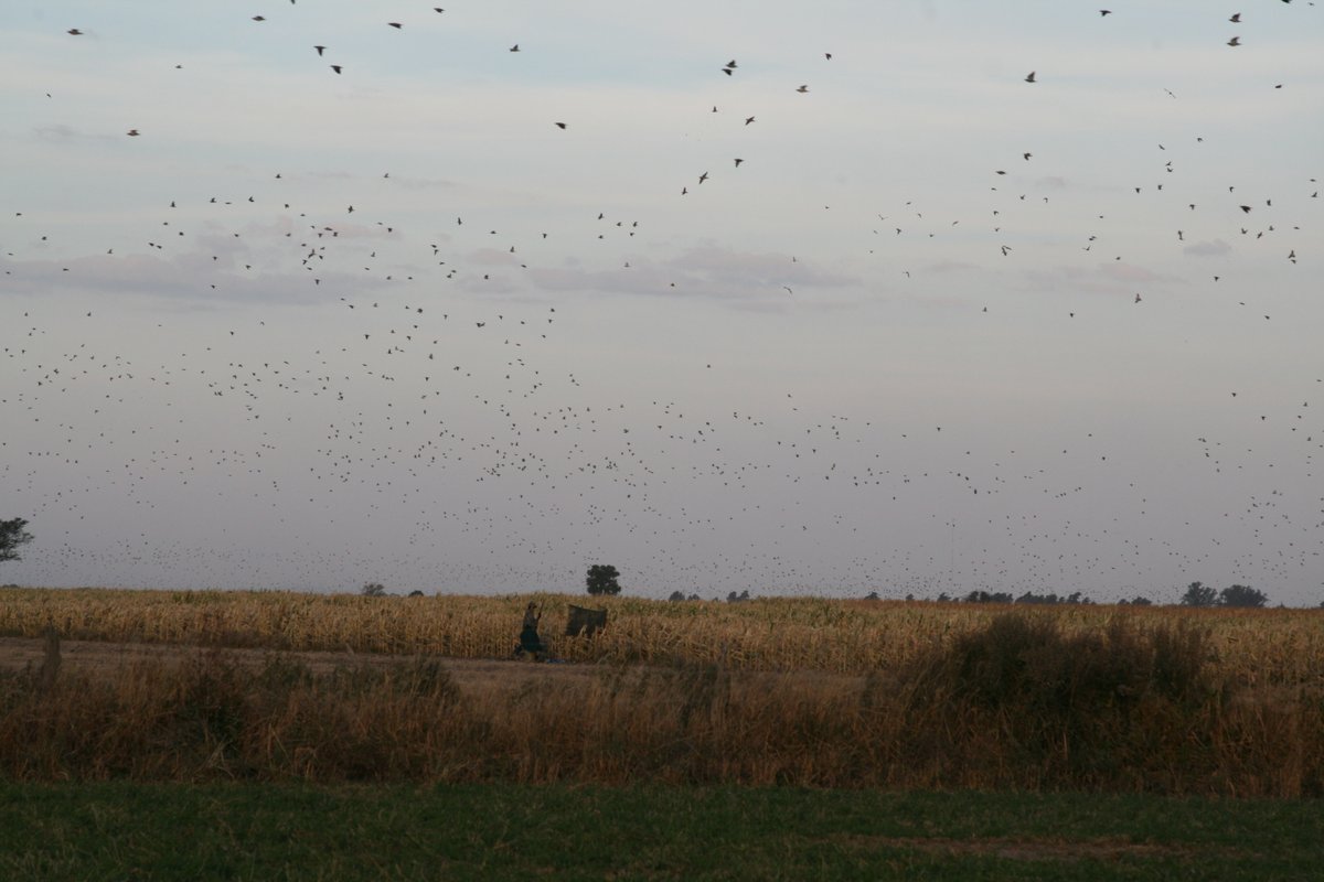 PacoRiestra's tweet photo. Close to the lodge. Close to the birds.

#birdhunting 
#wingshooting   
.
.
.
@SafariClubIntl 
@DeltaWaterfowl  
@DucksUnlimited  

The Place Santiago del Estero Lodge 
The Outfitter @PacoRiestra 
The Game #DoveHunting #DoveShooting https://t.co/qzn2e6STKw
