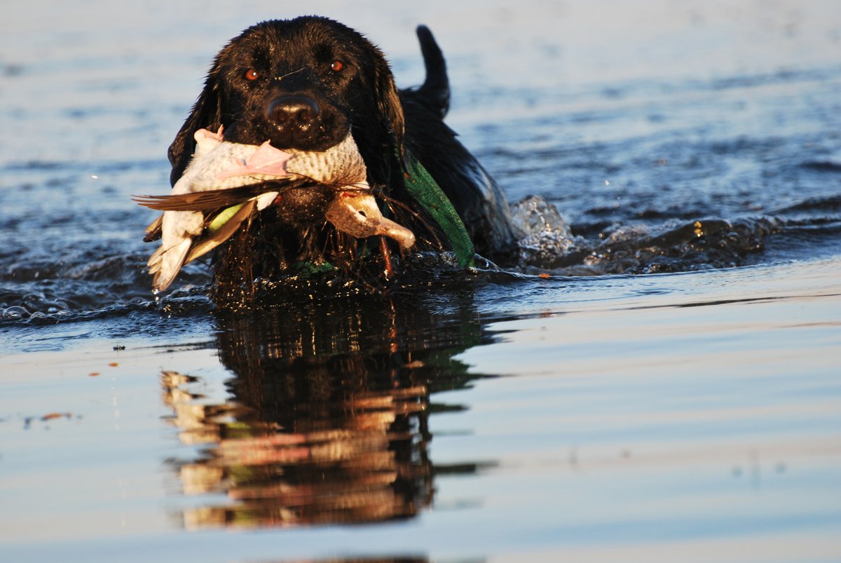 PacoRiestra's tweet photo. Tribute to all our dogs

#birdhunting 
#wingshooting   
.
.
.
@SafariClubIntl  
@DeltaWaterfowl   
@DucksUnlimited  

The Place Santiago del Estero Lodge  
The Outfitter @PacoRiestra 
The Game #birdhunting #waterfowling #wingshooting https://t.co/Qy5z61nU5C