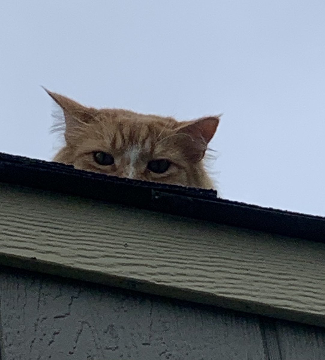 VitoCatleon's tweet photo. My Son “Chonky Catleone” #dontmesswiththefamily #alwayswatching https://t.co/QKMfScyKBC