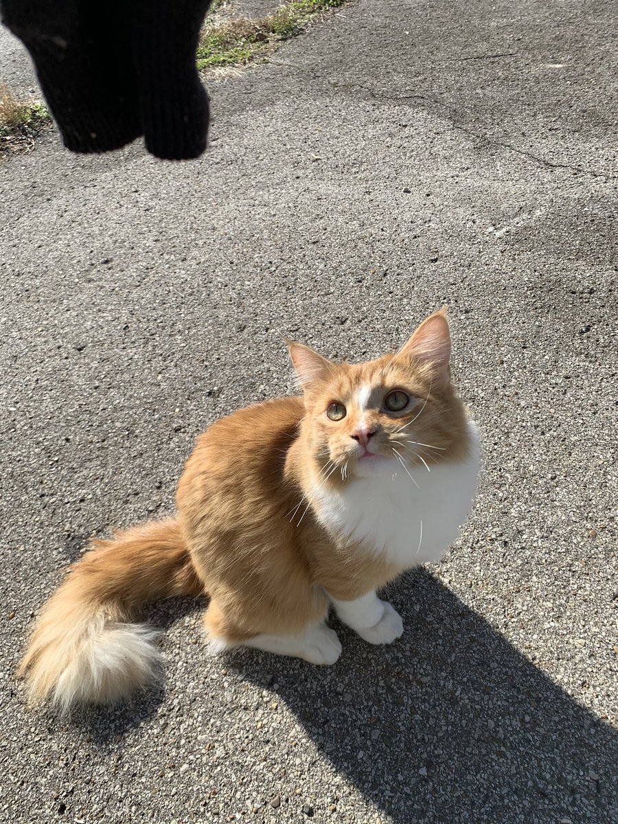 VitoCatleon's tweet photo. My Son “Chonky Catleone” #dontmesswiththefamily #alwayswatching https://t.co/QKMfScyKBC