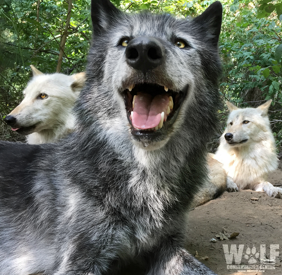 nywolforg's tweet photo. Squad up. 🐺🐺🐺 https://t.co/WOR5J95Kd6