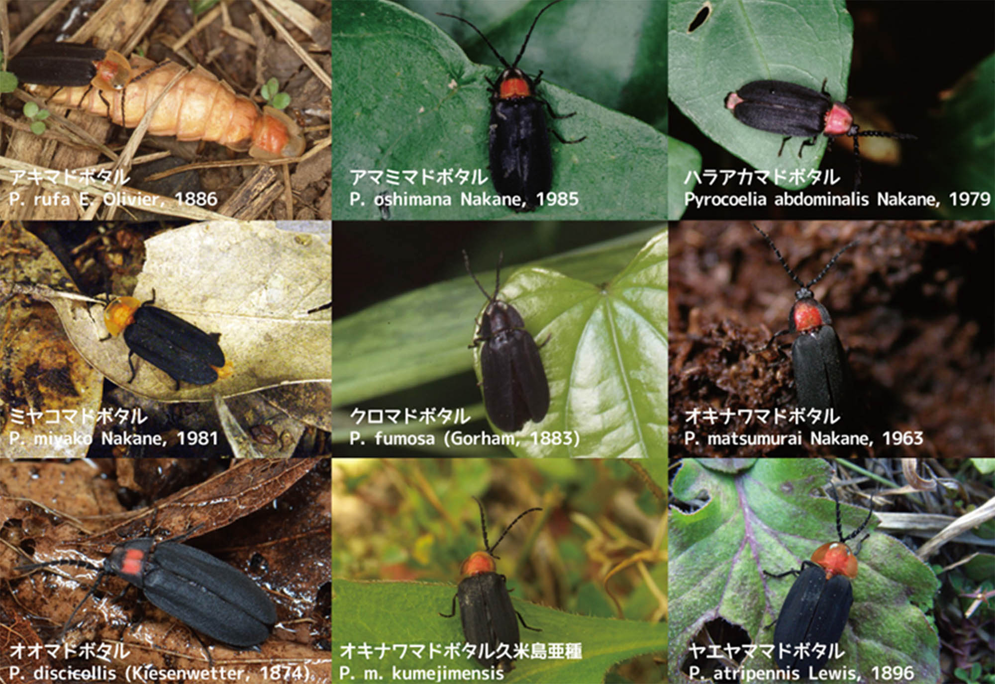 豊田ホタルの里ミュージアム ホタルと言えば5月や6月と思われますが イリオモテボタルやヤエヤママドボタル は12月下旬から1月上旬に成虫がでますし アキマドボタルは秋 10月頃 にでます キイロスジボタルなどは一年中成虫がでます 発生時期も