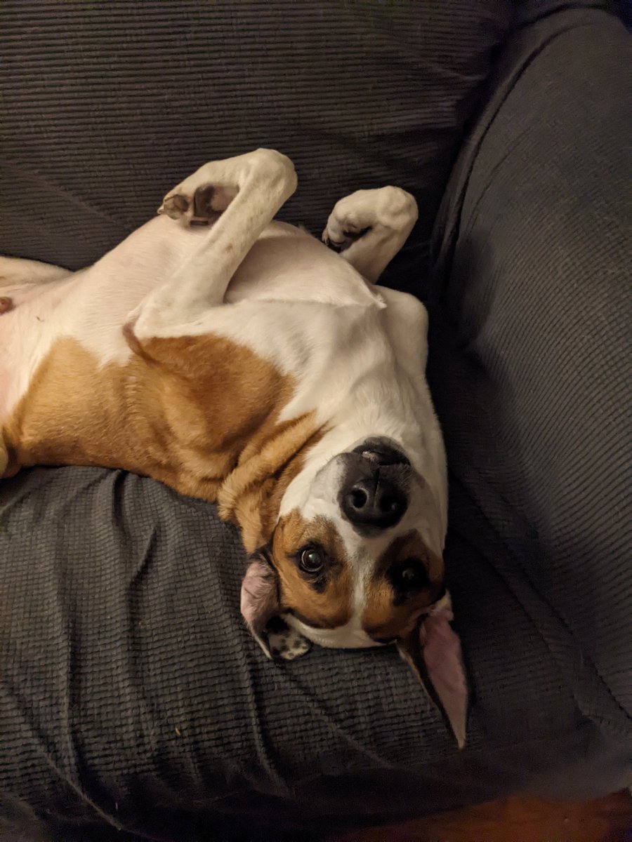 HowlerKelley's tweet photo. Hi all. I'm in a bad place right now with my Tucker. He's been diagnosed with TCC cancer. I was hoping to find some happy thoughts or pix of doggos to help me find my smile again. He's not doing well today. I'm afraid we don't have much longer with him. 😢
#dogsoftwitter https://t.co/usl2vyGzXK