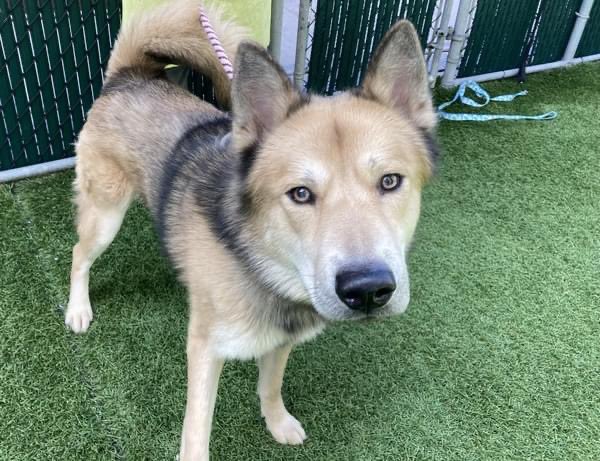 TomJumboGrumbo's tweet photo. Otis #142324 made a mistake that could cost him his life - reacting to his owner taking his full food bowl away. He dies in @nycacc Saturday. Handsome and with great notes, training is the answer, NOT death. Save him: pledges @TomJumboGrumbo PLEASE RT OTIS
https://t.co/cxYWcv2Zu4 https://t.co/SnR2UHlUZt