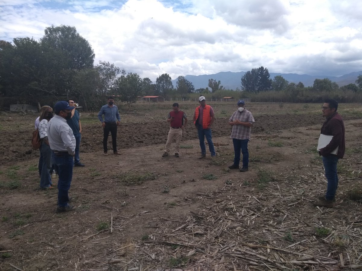Hub_Yucatan's tweet image. Conociendo los sistemas de producción con maíz criollo en valles centrales de Oaxaca que con solo 400 mm de agua han producido hasta 4 ton/ha #AgriculturaDeConservación #HubMeeting Excelente trabajo de Samuel @HubPSurCimmyt @sgfonteyne