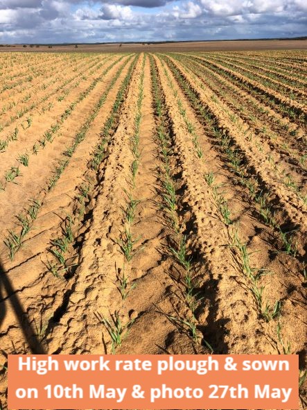 Project: Optimising soil amelioration costs in Mallee soils 

High Work Rate Plough and Spade treatment at the Cowangie demo site show no-wetting soil that amelioration process helps improve crop germination on sandy soils. 
<a href="/AgEngUniSA/">Ag. Machinery R&D Centre - AMRDC</a> photos &amp; demo site.
Funding  from <a href="/theGRDC/">GRDC</a>