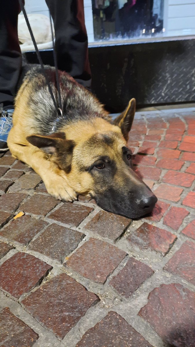 GuadaPacho1's tweet photo. Hace ratito nos encontramos con este perro por nva cba, patio olmos. Un chico lo tiene momentáneamente en su dpto hasta encontrar a alguien que quiera adoptarlo. (Creemos que lo abandonaron) @VivireNuevaCba https://t.co/26LvmaSwkJ