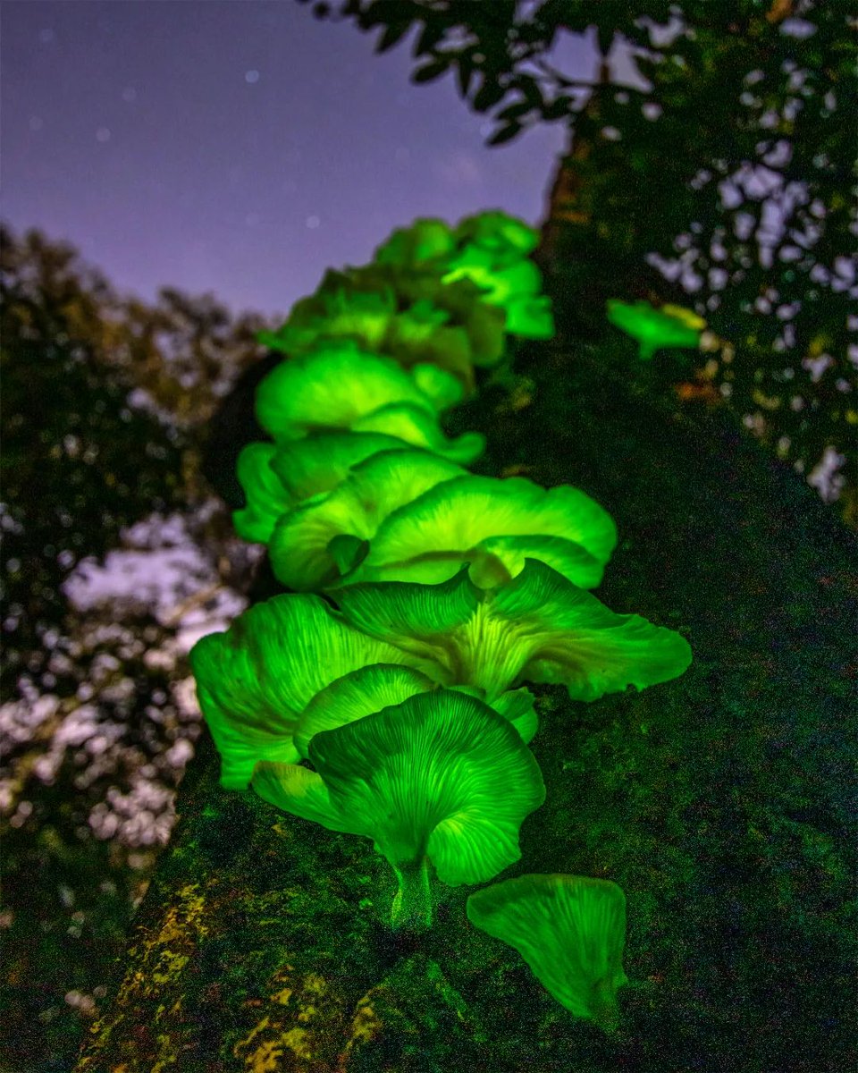 Would you brave Ghost Fungi Lane? 👻

People have been flocking to a fung-tabulous display of ghost fungi in South Australian.

Thanks to heavy rainfall, Omphalotus nidiformis has been flourishing in all their bioluminescent glory.

📷: IG ausmashmash
📃: <a href="/abcnews/">ABC News</a>

#FungiFriday