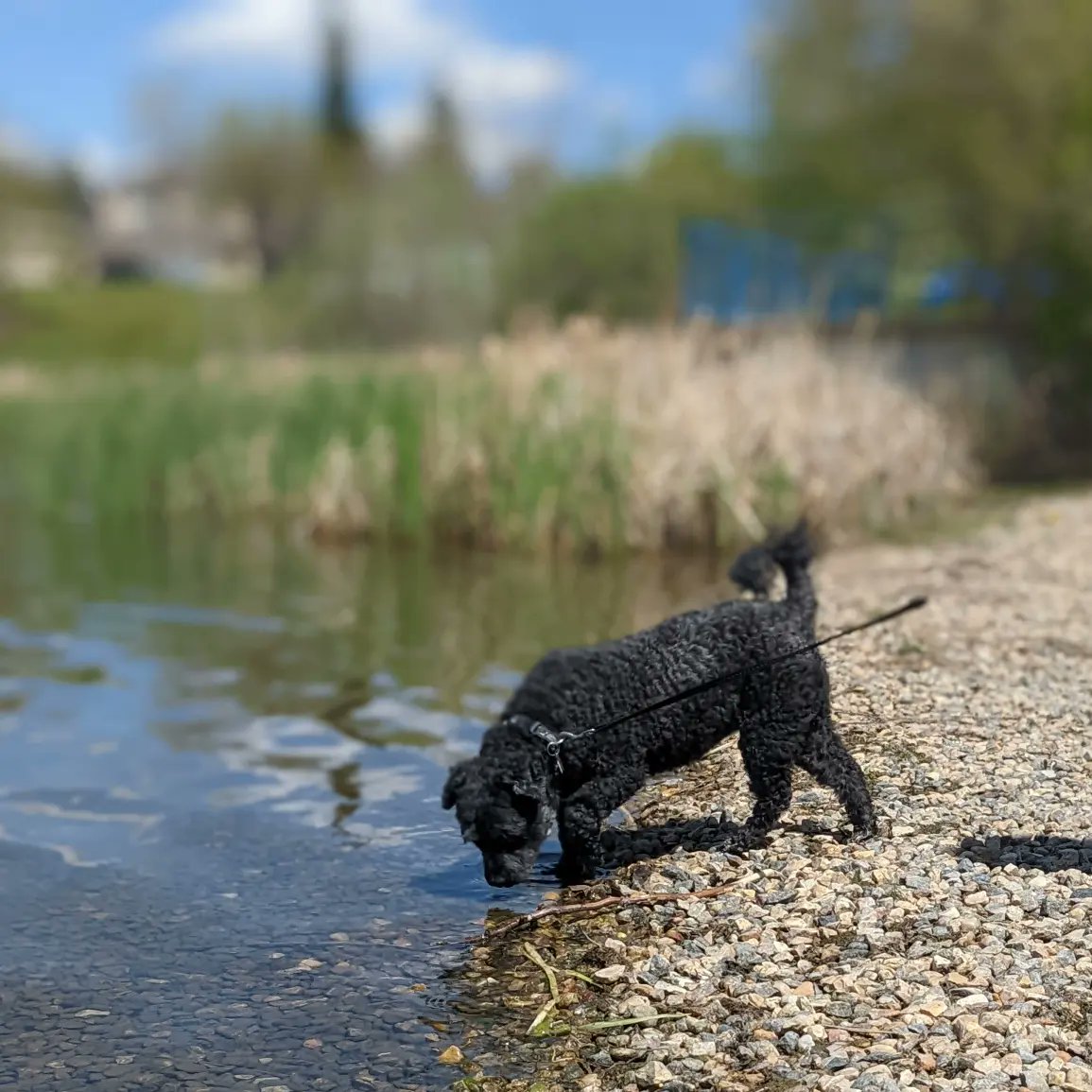 BaileyAndTheLa1's tweet photo. A few of the pics I took last week while kayaking. Bella still won't come in my kayak but at least she's not as scared of the water as she used to be!
-
#dogs #dogsoftwitter #dogsofyxe #saskdogs #poochon #toughlife #shaggymonster #littlelambontheprairie https://t.co/Ygdaq9niLN