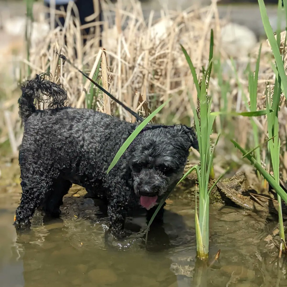 BaileyAndTheLa1's tweet photo. A few of the pics I took last week while kayaking. Bella still won't come in my kayak but at least she's not as scared of the water as she used to be!
-
#dogs #dogsoftwitter #dogsofyxe #saskdogs #poochon #toughlife #shaggymonster #littlelambontheprairie https://t.co/Ygdaq9niLN