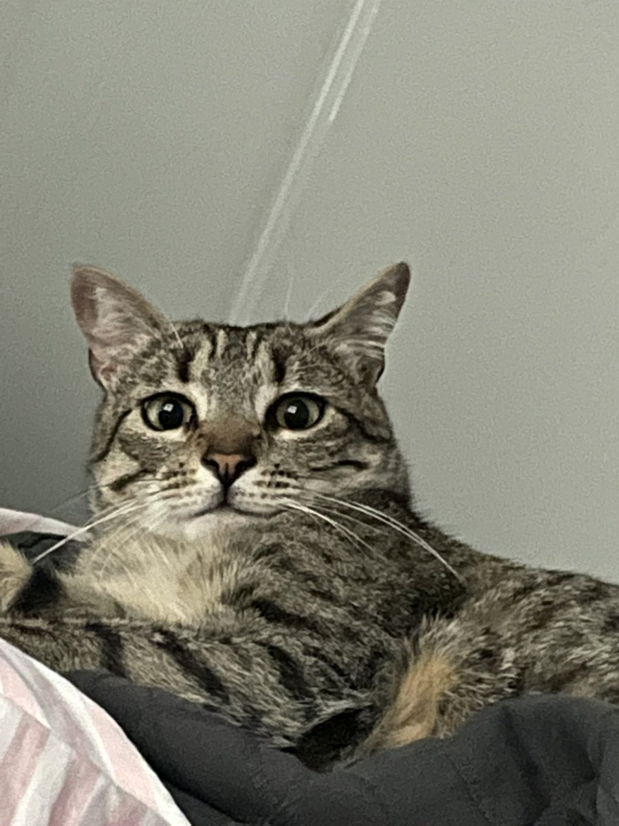 caandeee_16's tweet photo. 😼 https://t.co/WisdMV6Azo