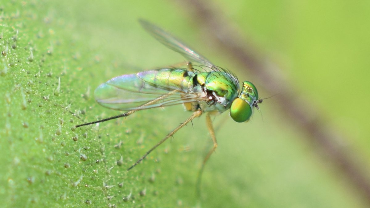 Glittering green
=
"Murder Bugs: A Love Story"
markcoakleybooks.com
amazon.com/author/markcoa…
=
#books #ebooks #mystery #romance #horror #science #forensics #fantasy #scifi #writingcommunity #bookblog #bookblogs #bookblogger #bookreview #bookreviews #newbooks #booklover #booktwt