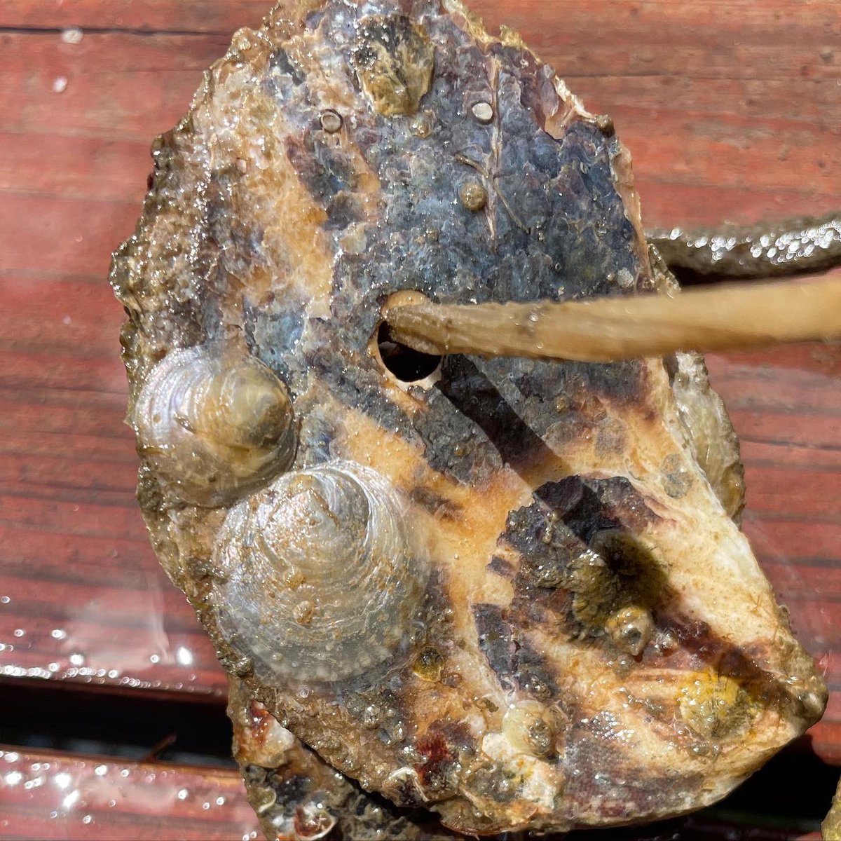 Today, us Oyster Boys are battling an ever growing population here in Sarasota which is multiplying the amount of water pollution that amplifies harmful algae blooms like red tide. 

+Vertical Oyster Gardens are our weaponry. 🪴🦪