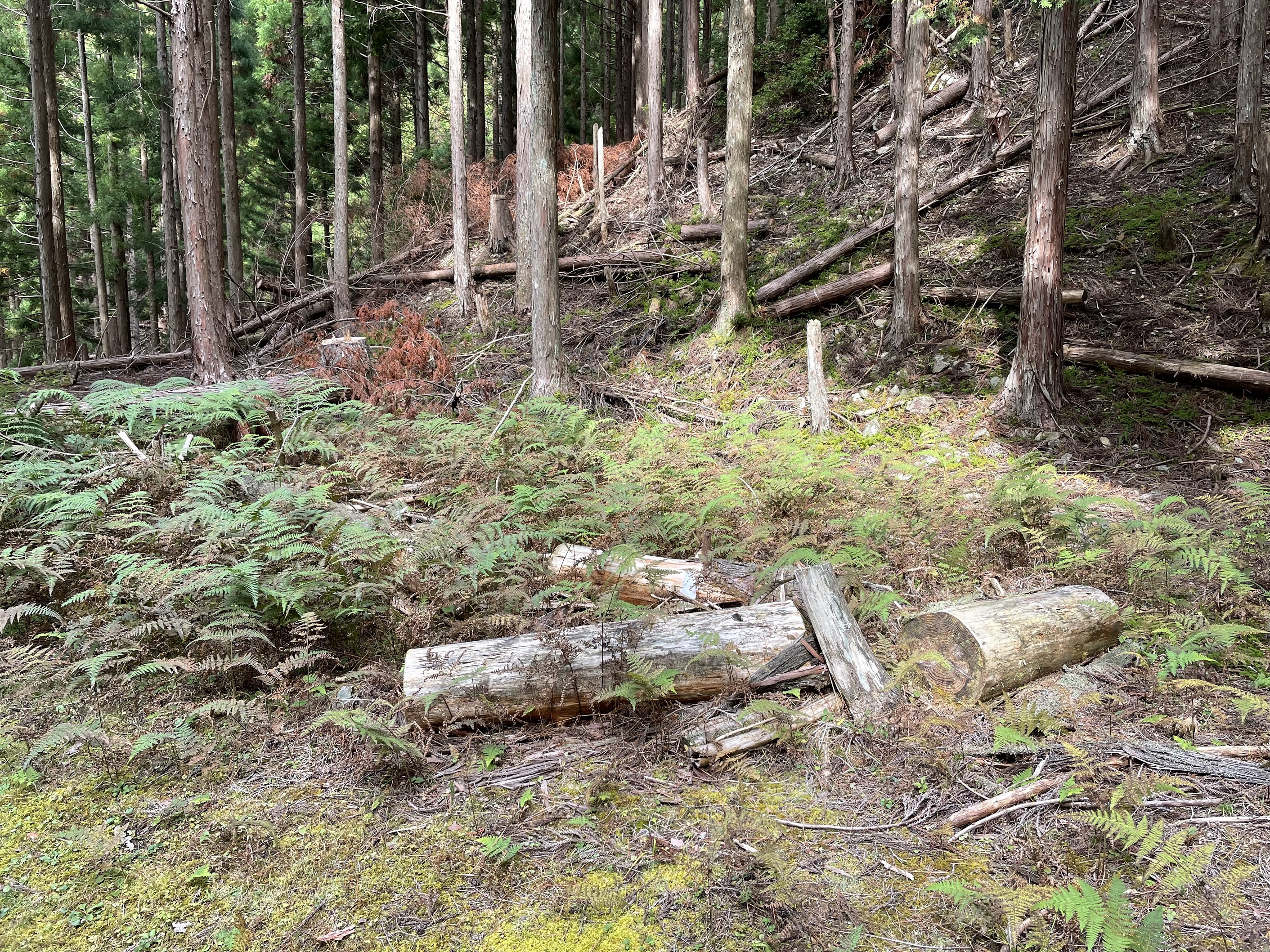 花王 メリーズ Merries Jp Twitter