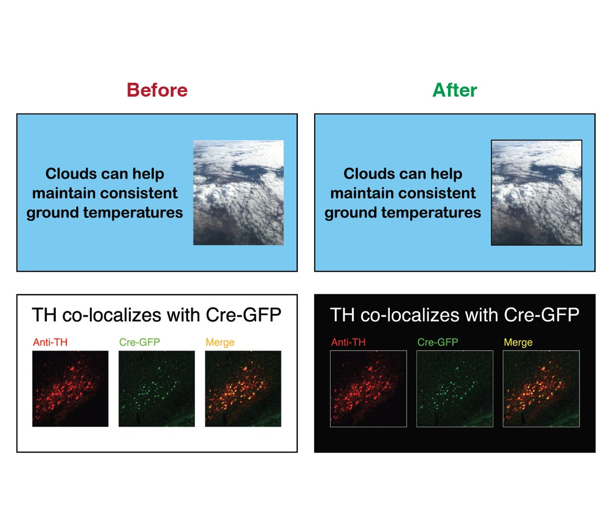 If a photograph is too small to fill the entire slide, place it within a frame so it stands out from the background. When presenting fluorescent images, use a dark background so the signal is the brightest aspect of the visual scene. 15/25