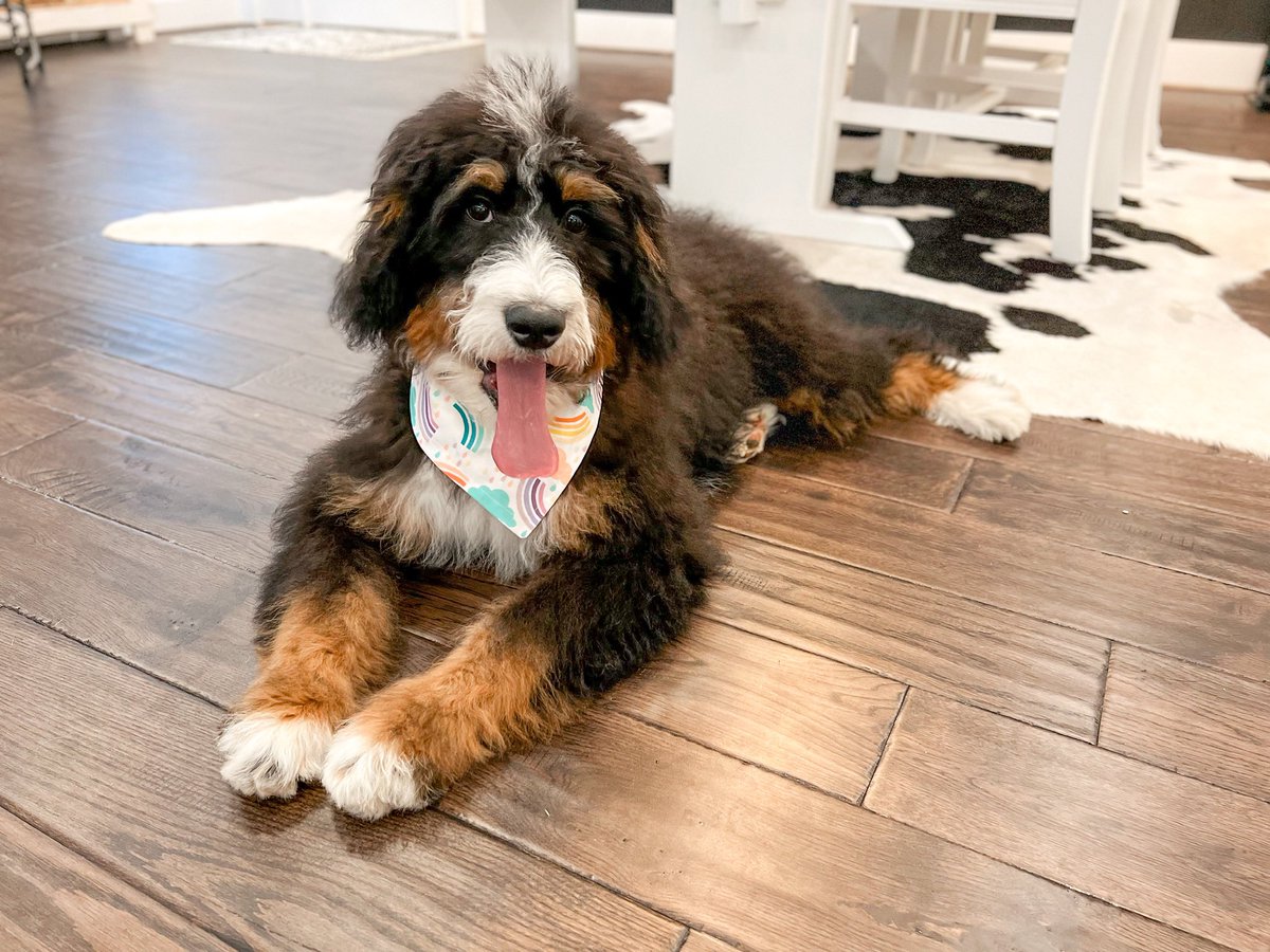 Anyone else love a mid day nap, Or 3 to 4. #longtongue #bandana #bernedoodle #Tricolor #lazy #naptime #DogsofTwittter