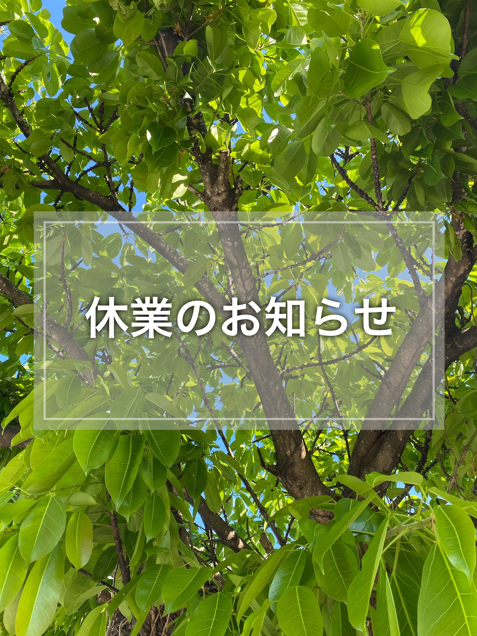 公式 ののまる商店 石垣島 Nonomarusyoten Twitter