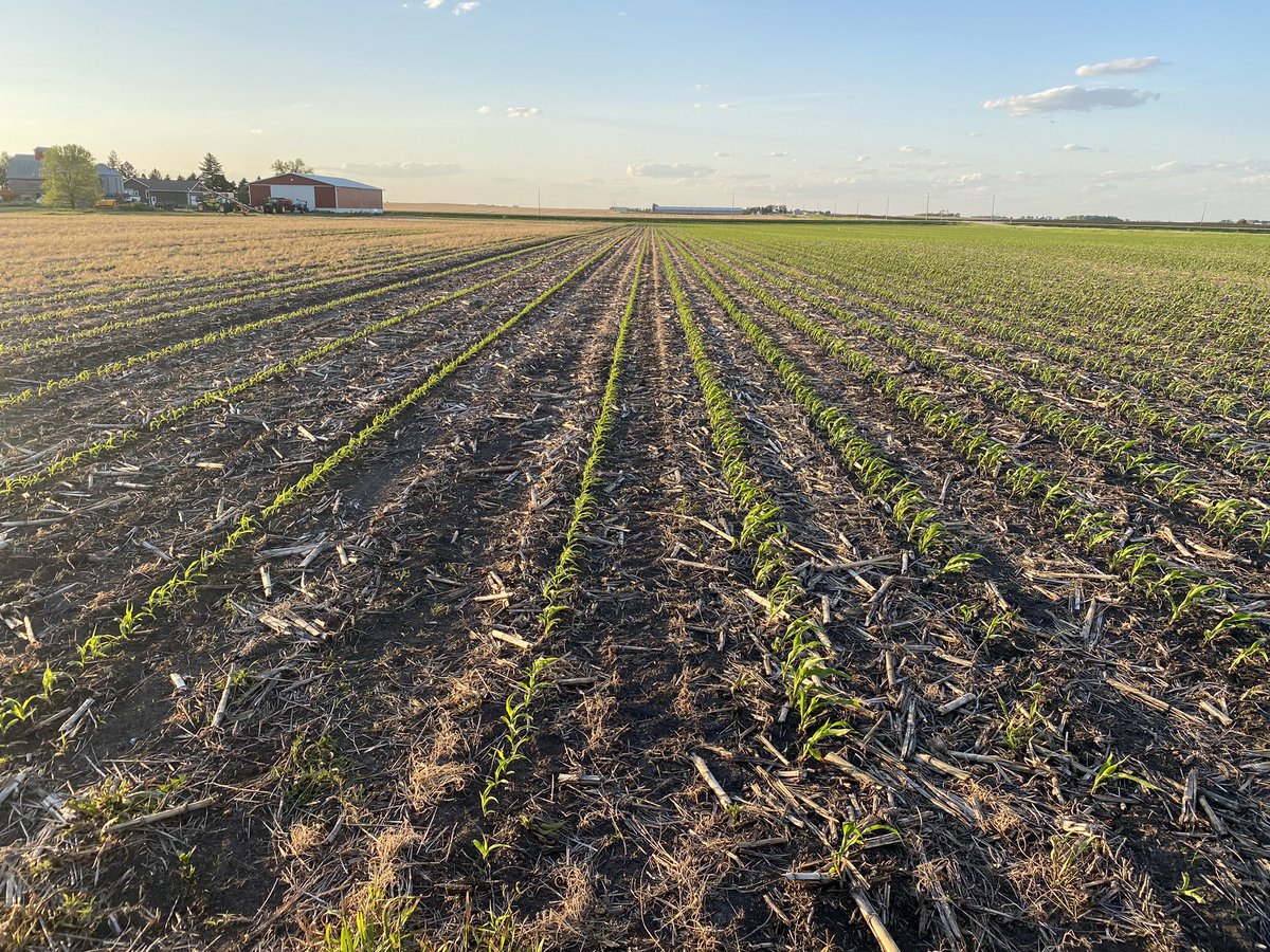 farmerdoug93's tweet photo. You just can’t do it the same way or it gets boring. #60inchCorn Looking for suggestions on cover crop mix in this space. #SoilHealth @60inCornFarmer @FLOLOfarms @He7ifarmer @Continuum_Ag @FarmGreen13 https://t.co/WseVfwlzWv